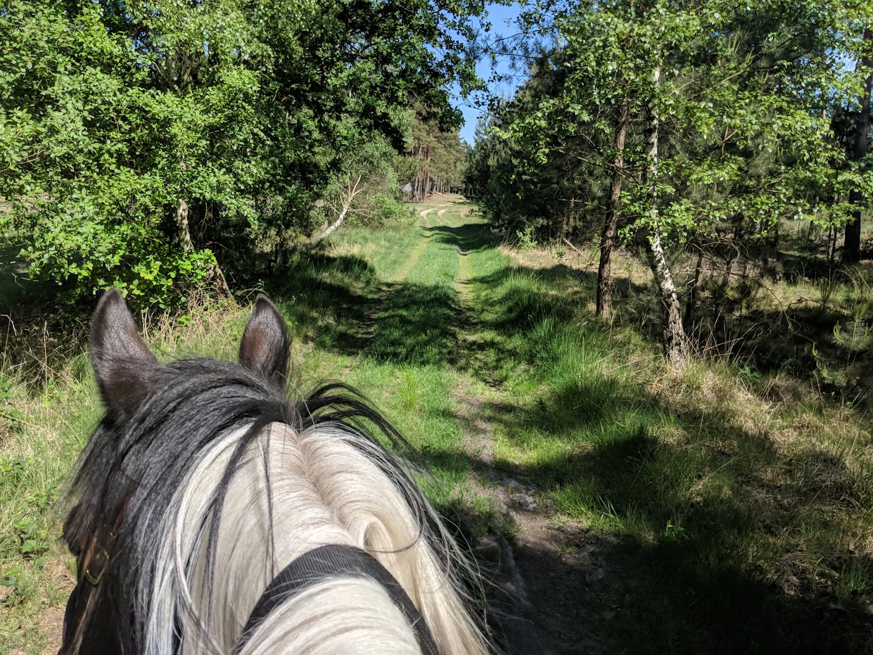 Gemeinsam mit den Pferden unterwegs – eine zauberhafte Verbindung