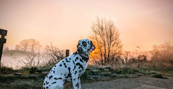 🌻 Endlich wieder „Sattelzeit“: Wir wecken die Elbtalaue aus dem Winterschlaf!